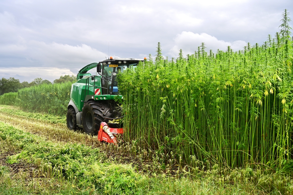 Teelt en oogst van vezelhennep